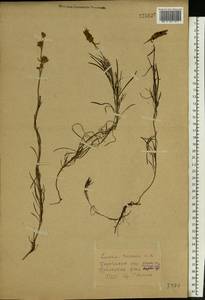 Linaria macroura (M. Bieb.) M. Bieb., Eastern Europe, North Ukrainian region (E11) (Ukraine)