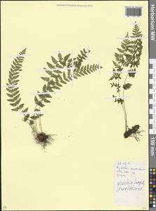 Woodsia fragilis (Trev.) Moore, Caucasus, Krasnodar Krai & Adygea (K1a) (Russia)