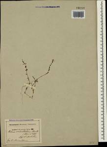 Galium verticillatum Danthoine ex Lam., Crimea (KRYM) (Russia)
