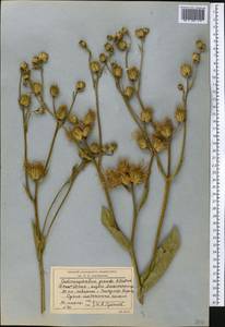 Inula grandis Schrenk ex Fisch. & C. A. Mey., Middle Asia, Western Tian Shan & Karatau (M3) (Kyrgyzstan)