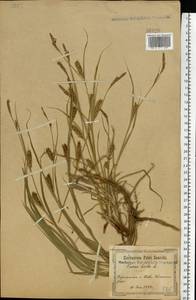 Carex hirta L., Eastern Europe, North Ukrainian region (E11) (Ukraine)