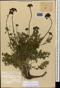 Dichoropetalum pschawicum (Boiss.) Pimenov & Kljuykov, Caucasus, North Ossetia, Ingushetia & Chechnya (K1c) (Russia)