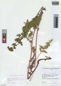 Artemisia tanacetifolia L., Siberia, Altai & Sayany Mountains (S2) (Russia)