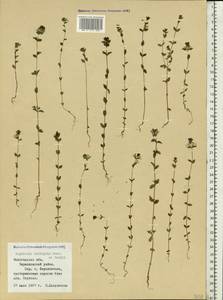 Euphrasia ×vernalis List, Eastern Europe, Northern region (E1) (Russia)