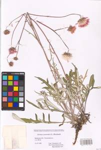 Jurinea cyanoides (L.) Rchb., Eastern Europe, Western region (E3) (Russia)