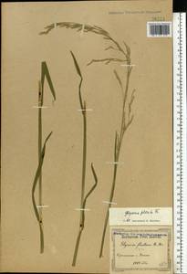 Glyceria notata Chevall., Eastern Europe, South Ukrainian region (E12) (Ukraine)