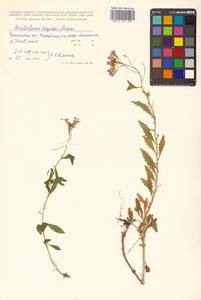 Dontostemon hispidus Maxim., Siberia, Russian Far East (S6) (Russia)