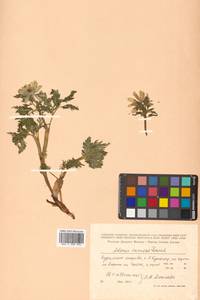Adonis ramosa Franch., Siberia, Russian Far East (S6) (Russia)