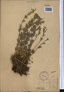 Dracocephalum komarovii Lipsky, Middle Asia, Western Tian Shan & Karatau (M3) (Kazakhstan)