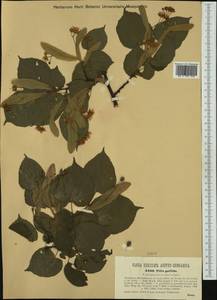 Tilia ×europaea L., Western Europe (EUR) (Austria)