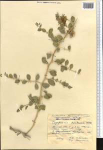 Capparis spinosa, Middle Asia, Caspian Ustyurt & Northern Aralia (M8) (Kazakhstan)