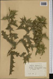 Scolymus hispanicus L., Western Europe (EUR) (Bulgaria)