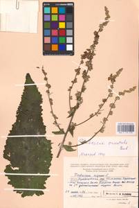 MHA 0 159 018, Verbascum chaixii Vill., Eastern Europe, Middle Volga region (E8) (Russia)