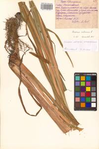 Acorus calamus L., Siberia, Russian Far East (S6) (Russia)