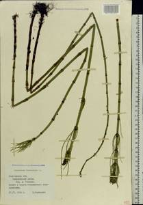 Equisetum fluviatile L., Eastern Europe, Northern region (E1) (Russia)