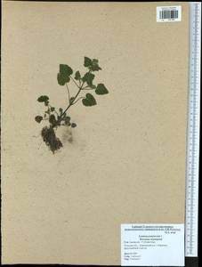 Lamium purpureum L., Eastern Europe, Central region (E4) (Russia)