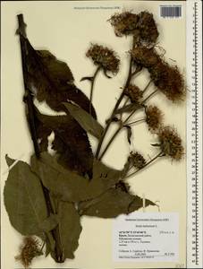 Inula helenium L., Crimea (KRYM) (Russia)