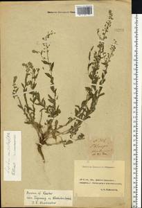 Lepidium campestre (L.) W.T. Aiton, Eastern Europe, Rostov Oblast (E12a) (Russia)