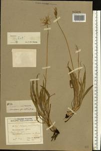 Scorzonera parviflora Jacq., Eastern Europe, North Ukrainian region (E11) (Ukraine)