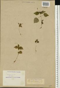 Circaea alpina L., Eastern Europe, Northern region (E1) (Russia)