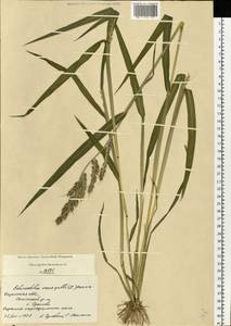 Echinochloa crus-galli (L.) P.Beauv., Eastern Europe, Central region (E4) (Russia)