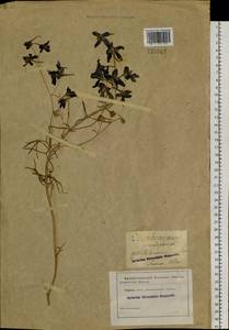 Delphinium grandiflorum L., Siberia, Altai & Sayany Mountains (S2) (Russia)