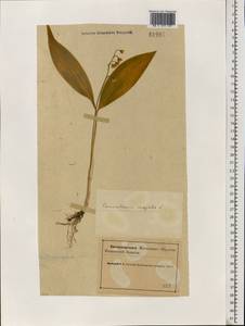 Convallaria majalis L., Eastern Europe, Northern region (E1) (Russia)