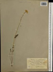 Thalictrum petaloideum L., Siberia, Altai & Sayany Mountains (S2) (Russia)