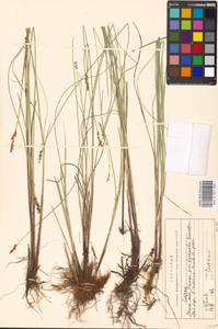 Carex diandra Schrank, Eastern Europe, Moscow region (E4a) (Russia)