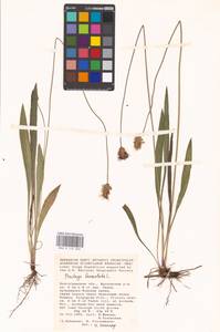 Plantago lanceolata L., Eastern Europe, Lower Volga region (E9) (Russia)