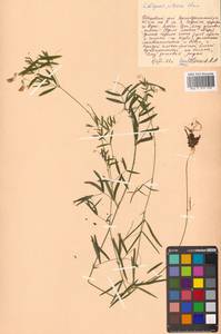 Lathyrus palustris subsp. palustris, Siberia, Russian Far East (S6) (Russia)