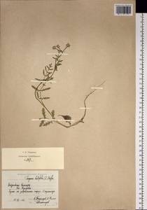 Turgenia latifolia (L.) Hoffm., Siberia, Chukotka & Kamchatka (S7) (Russia)