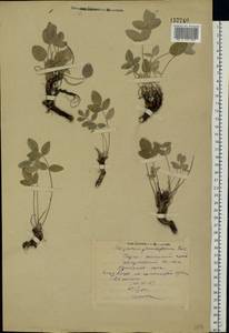 Hedysarum grandiflorum Pall., Eastern Europe, Middle Volga region (E8) (Russia)
