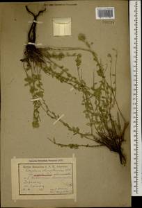 Ziziphora clinopodioides subsp. rigida (Boiss.) Rech.f., Caucasus, Armenia (K5) (Armenia)