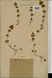 Glechoma hederacea L., Caucasus, Black Sea Shore (from Novorossiysk to Adler) (K3) (Russia)