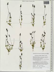 Comastoma tenellum, Eastern Europe, Northern region (E1) (Russia)