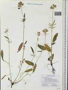 Anthyllis vulneraria L., Eastern Europe, Northern region (E1) (Russia)