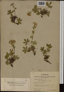 Potentilla caulescens L., Western Europe (EUR) (Austria)