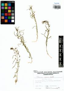 Thesium repens Ledeb., Siberia, Baikal & Transbaikal region (S4) (Russia)