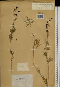 Aconitum ambiguum subsp. baicalense (Turcz. ex Rapaics) Vorosch., Siberia, Baikal & Transbaikal region (S4) (Russia)