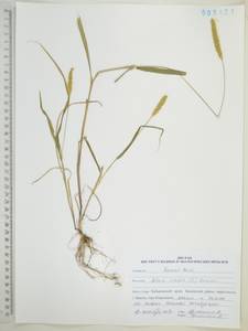 Setaria viridis (L.) P.Beauv., Siberia, Russian Far East (S6) (Russia)