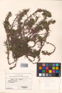 MHA 0 155 019, Ajuga chamaepitys (L.) Schreb., Eastern Europe, South Ukrainian region (E12) (Ukraine)