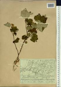 Physocarpus amurensis (Maxim.) Maxim., Siberia, Russian Far East (S6) (Russia)