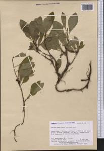 Arctostaphylos rubra (Rehder & E. H. Wilson) Fernald, America (AMER) (United States)