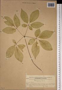 Panax ginseng C. A. Mey., Siberia, Russian Far East (S6) (Russia)