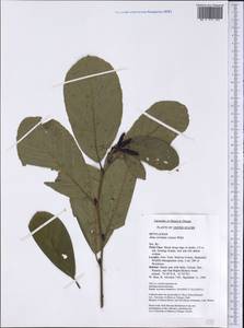 Alnus serrulata (Aiton) Willd., America (AMER) (United States)