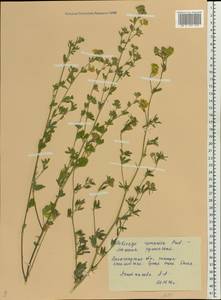 Medicago falcata subsp. falcata, Eastern Europe, Lower Volga region (E9) (Russia)