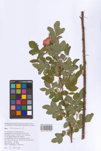 Rosa majalis Herrm., Eastern Europe, Rostov Oblast (E12a) (Russia)