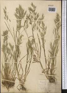Bromus japonicus Houtt., Middle Asia, Kopet Dag, Badkhyz, Small & Great Balkhan (M1) (Turkmenistan)