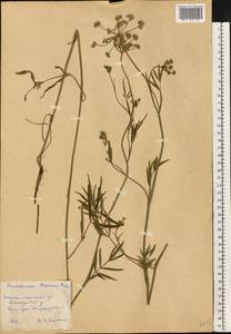 Dichoropetalum carvifolia (Vill.) Pimenov & Kljuykov, Eastern Europe, South Ukrainian region (E12) (Ukraine)